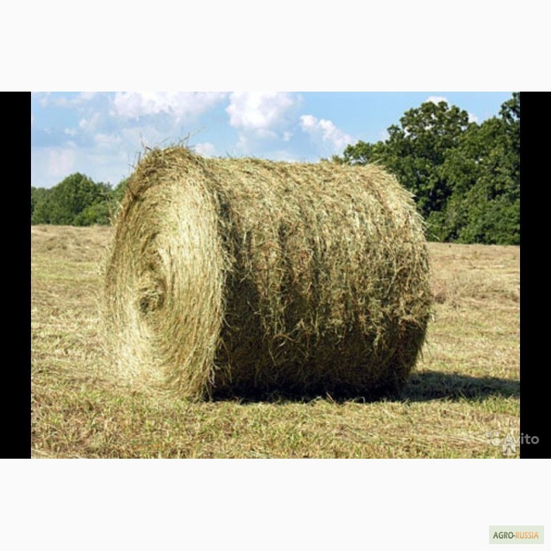 Фото 4. Тверская АПК реализует пшеницу кормовую, овес, сено