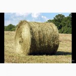 Тверская АПК реализует пшеницу кормовую, овес, сено