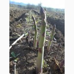 Спаржа Asparagus