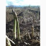 Спаржа Asparagus