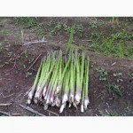 Спаржа Asparagus