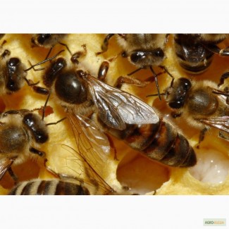 Пчеломатки плодные. Карпатка Карника