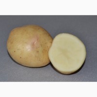 Картофель без посредников. Совхоз