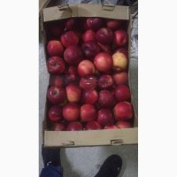 Яблоки Флорена Чемпион Голд опт от сельхозпредприятий