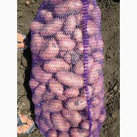 Молодой картофель урожая 2018 года напрямую от производителя