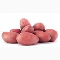 Продаем красный картофель продовольственный отличного качества Сорт Эволюшен