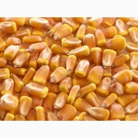 Организация закупает кукурузу в Краснодарском крае