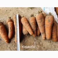 Морковь оптом от производителя 6.50 руб/кг
