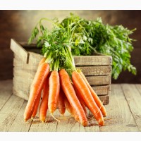 Продам морковь сорта Голландия
