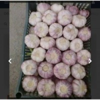 Продам чеснок майский фиолетовый Узбекистан