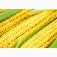 Семена кукурузы РОСС 160