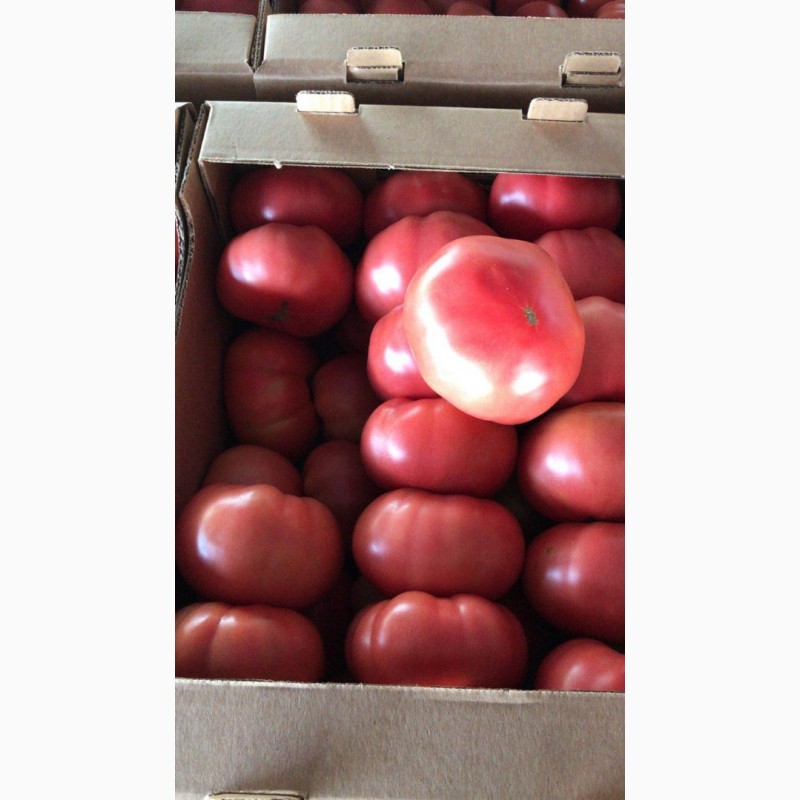 Фото 3. Продам томат розовый