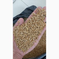Пшеница 3 класса из Казахстана