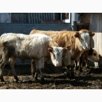 Экспорт крс быки, бычки, телята на Арабские страны