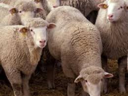 Продам овцы романовские дорпер гиссарские