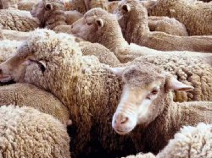 Фото 3. Продам овцы романовские дорпер гиссарские