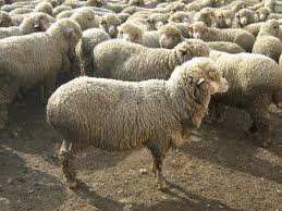Фото 5. Продам овцы романовские дорпер гиссарские