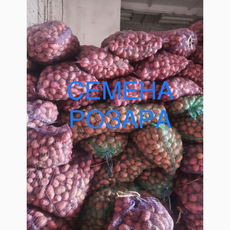 Фото 4. Семенной картофель Розара опт от 20 тонн