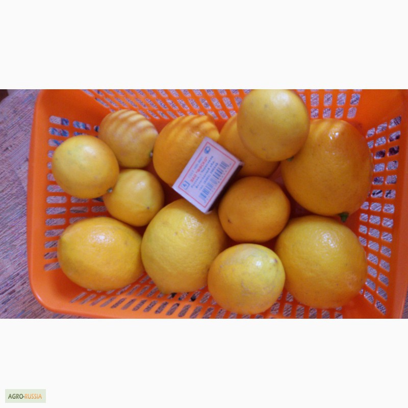 Фото 2. Абхазские лимоны
