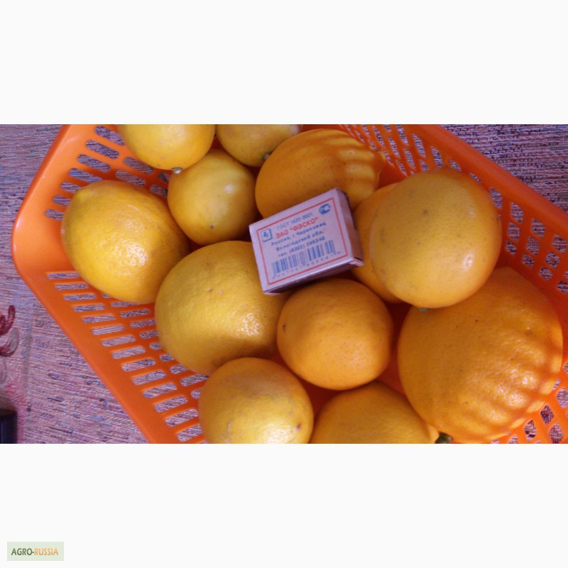 Фото 3. Абхазские лимоны