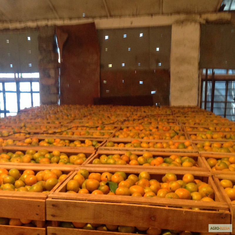 Фото 2. Абхазские мандарины оптом. Склад в Адлере от 1 тонны 60 руб/кг