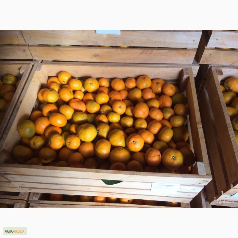 Фото 3. Абхазские мандарины оптом. Склад в Адлере от 1 тонны 60 руб/кг