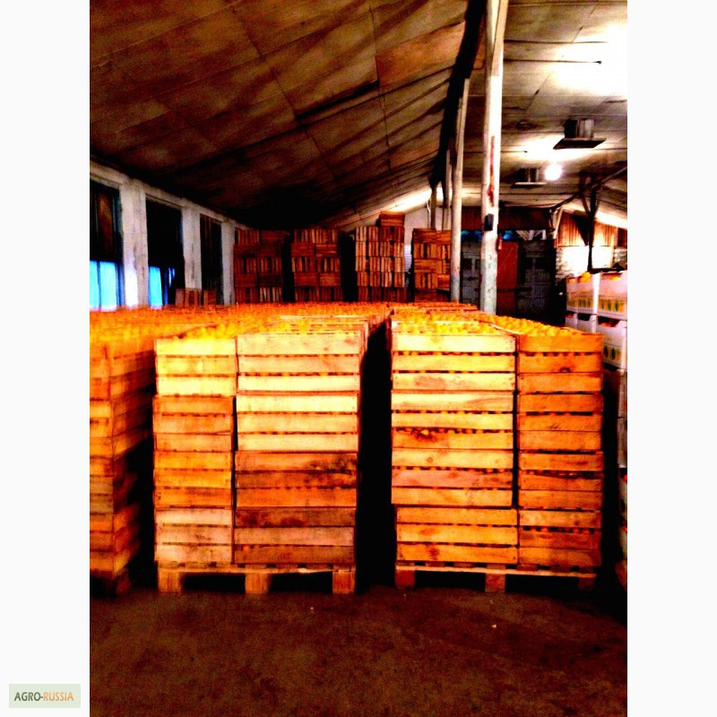 Фото 4. Абхазские мандарины оптом. Склад в Адлере от 1 тонны 60 руб/кг