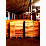 Абхазские мандарины оптом. Склад в Адлере от 1 тонны 60 руб/кг