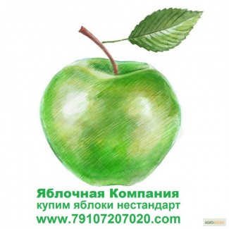 Купим яблоки нестандарт в РФ и РБ для переработки