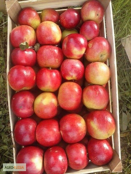 Фото 3. Яблоки из Сербии калибр 65, 70