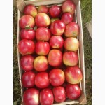 Яблоки из Сербии калибр 65, 70