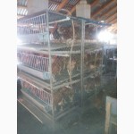 Производство ферм для домашнего птицеводства