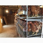 Производство ферм для домашнего птицеводства