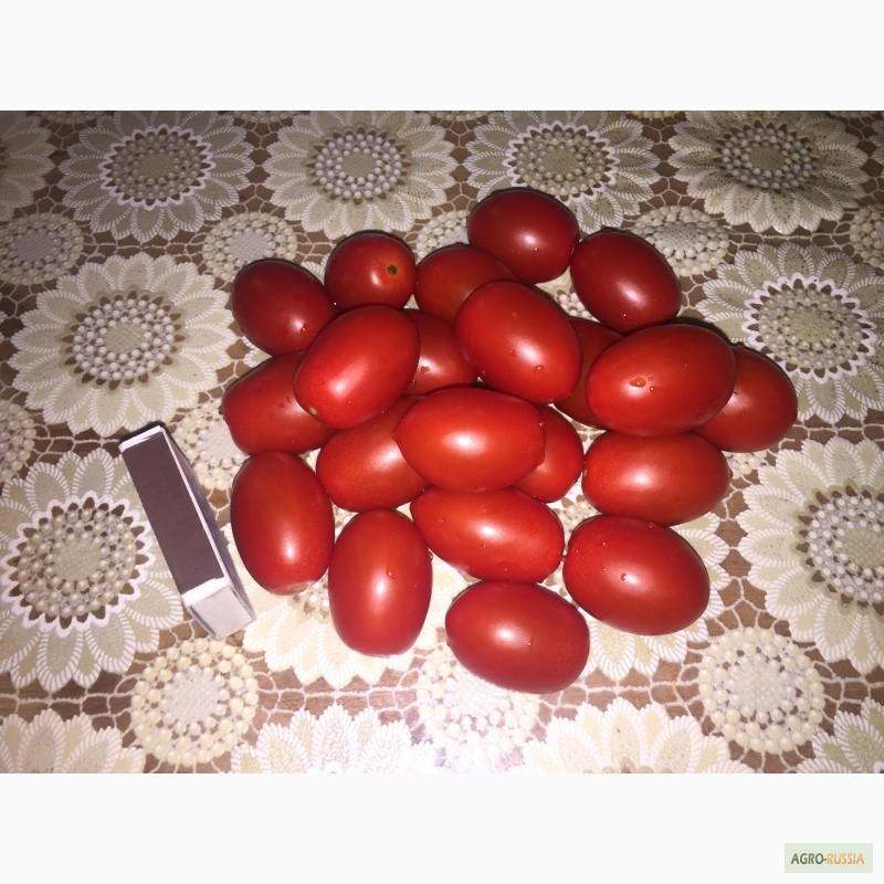 Фото 2. Продам томаты разных сортов