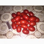 Продам томаты разных сортов