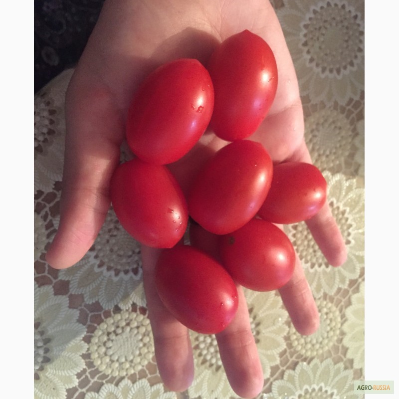 Фото 3. Продам томаты разных сортов