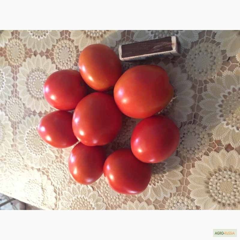 Фото 4. Продам томаты разных сортов