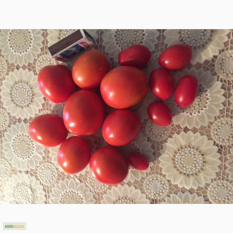 Фото 5. Продам томаты разных сортов