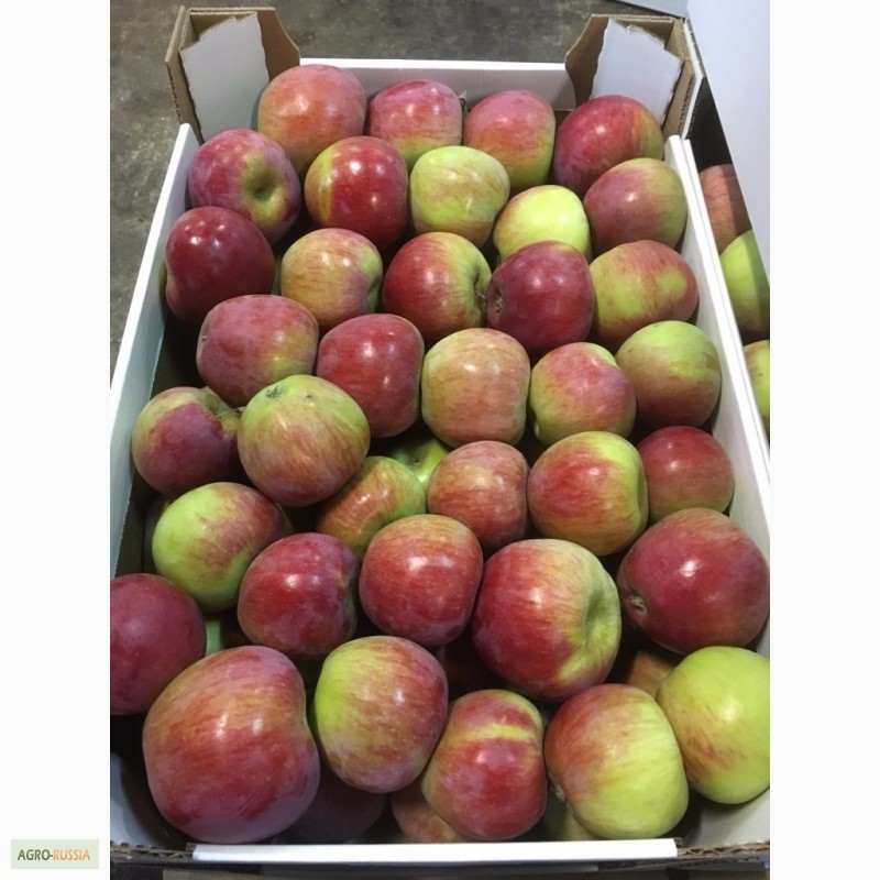 Фото 2. Продам яблоки красных и зеленых сортов