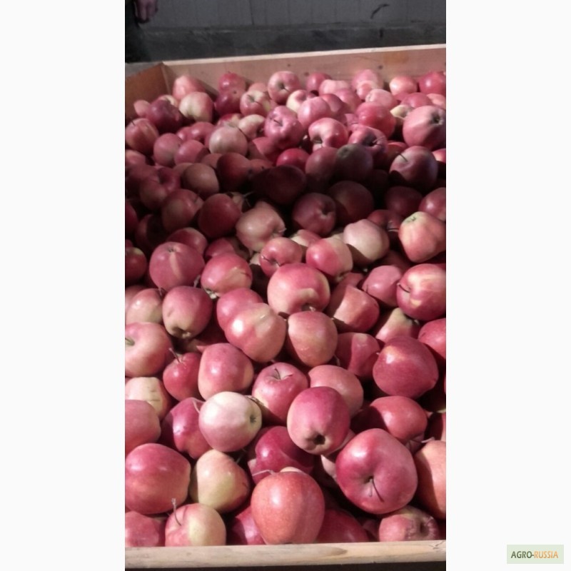 Фото 3. Продам яблоки красных и зеленых сортов