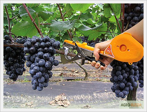 Инструмент и лента - FixRoll - для подвязки виноградника, саженцев, томатов, цветов и др