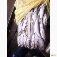 Продам свежемороженую рыбу Чехонь