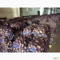 Вагоны с картофелем и овощами до Казахстана и Узбекистана