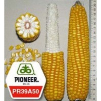 ПР39А50 - гибрид кукурузы Пионер / Pioneer - фао 200