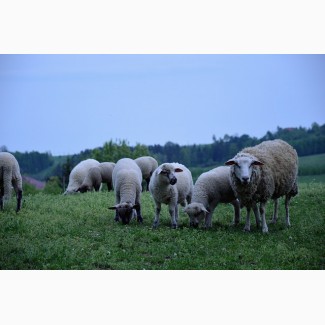 Продаю овец мясных пород живым весом