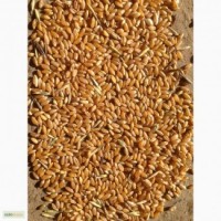 Продаём пшеницу 3 класса (Казахстан)