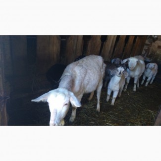 Молочные и породистые козы и козочки