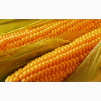 Семена гибридов подсолнечника и кукурузы