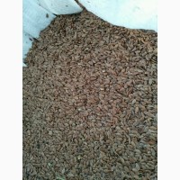 Лён масличный от 1000 тонн (Казахстан, Костанайская область)