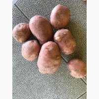 Продам продовольственный картофель, сорт РЕД СКАРЛЕТ
